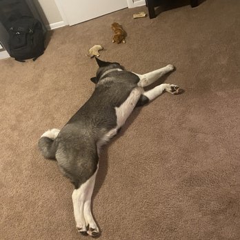 Mc’s Dog House - Pet Sitting Near Me Mc’s Dog House - Pet Sitting Near Me