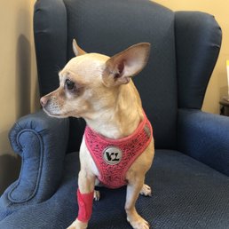 Happy Molly after 2 vaccinations and some bloodwork with Dr. Vasquez :)