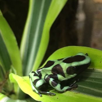 Hometown Pets - dart frog - Pet Stores Near Me - Eugene, Oregon Hometown Pets - dart frog - Pet Stores Near Me - Eugene, Oregon