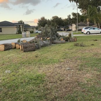 CFTM Land Management - a fallen tree in a yard - Tree Services Near Me - Lakeland, Florida