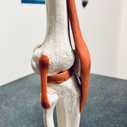 Orthopedic Associates Of Dutchess County - Lateral right knee bone and ligament structure