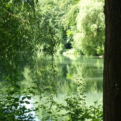 Schwammerlweiher