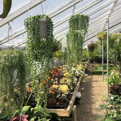 Guaranteed Plants & Florist - Succulents