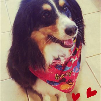 Pet Supplies Plus Archer-Ashland - Karson after his awesome grooming at Pet Supplies Plus! (Thanks, Kelly) - Pet Stores Near Me - Chicago, Illinois