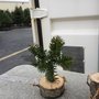 Photo of Grandpa Vern's ChristmasTrees