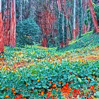 Sigmund Stern Grove - Sigmund Stern Gtove - Parks Near Me - San Francisco, California Sigmund Stern Grove - Sigmund Stern Gtove - Parks Near Me - San Francisco, California