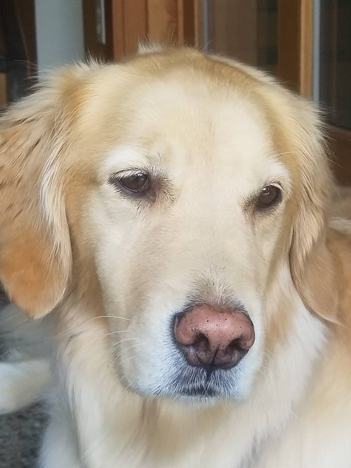 DOGS & SUDS PET GROOMING Updated August 2024 611 N Wallace Ave