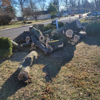 Golden Tree Service - Tree Services Near Me Golden Tree Service - Tree Services Near Me