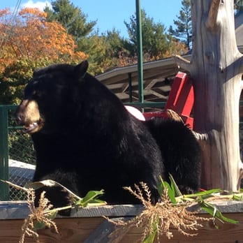 Mt. Liberty Lodging - One of the bears down the road at Clark's. - Hotels Near Me - Lincoln, New Hampshire