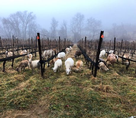 The Vineyards at Dodon by null