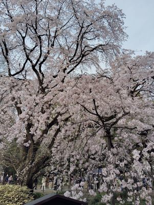 Rikugien Gardens by null