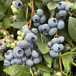 Blueberries