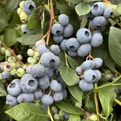 Blueberry Blossom Farm - Blueberries