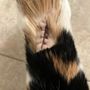 Photo of Smith Veterinary Hospital, A Thrive Pet Healthcare Partner