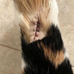 Smith Veterinary Hospital, A Thrive Pet Healthcare Partner
