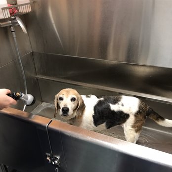 Wag Heaven - Abby's turn! - Pet Stores Near Me - Georgetown, Texas