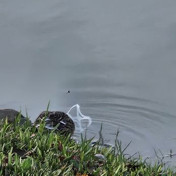Brooks Lake - Lakes Near Me - Sugar Land, Texas Brooks Lake - Lakes Near Me - Sugar Land, Texas