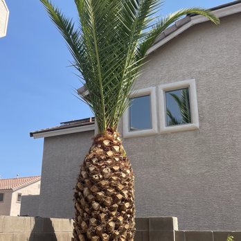 Express Tree Service - Landscaping Near Me Express Tree Service - Landscaping Near Me