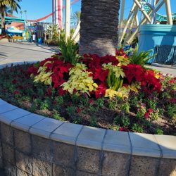 Boardwalk Arcade - Decor - pretty plants - 12/5/23
