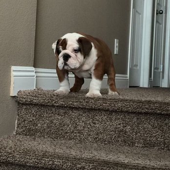LV-Tech Carpet Cleaning - Do you have pet no problems. We do pet treatment 100% guaranteed - Carpet Cleaning Near Me LV-Tech Carpet Cleaning - Do you have pet no problems. We do pet treatment 100% guaranteed - Carpet Cleaning Near Me