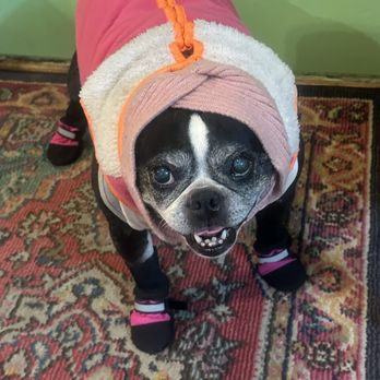 Prairie State Veterinary Clinic - Ruby bundled up & boots on to go out at 0 degrees. - Veterinarians Near Me - Orland Park, Illinois Prairie State Veterinary Clinic - Ruby bundled up & boots on to go out at 0 degrees. - Veterinarians Near Me - Orland Park, Illinois