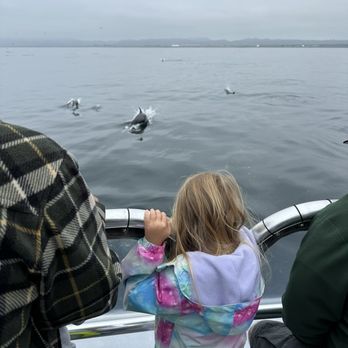 Oceanside Adventures - Dolphins! - Boat Charters Near Me - Oceanside, California Oceanside Adventures - Dolphins! - Boat Charters Near Me - Oceanside, California