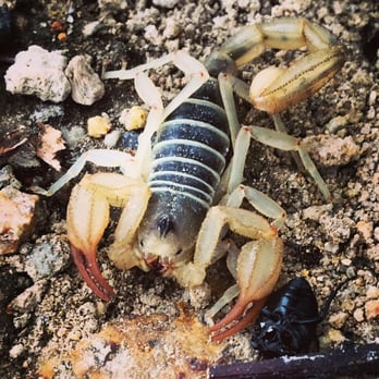 Crowley Lake Fish Camp - One of Lake Crowley's high desert residents... - Boating Near Me - Mammoth Lakes, California