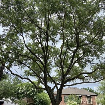 Sarceno Tree Service - Landscape Architects or Designers Near Me - Houston, Texas Sarceno Tree Service - Landscape Architects or Designers Near Me - Houston, Texas
