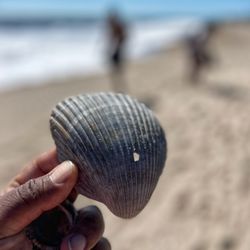 Lots of seashells to find on Edisto Beach