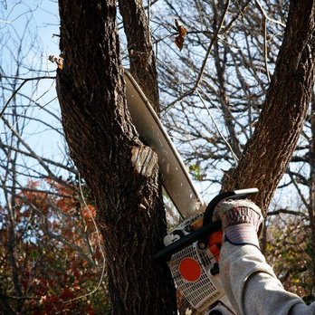 Vikings Tree - Cut away! #stihl - Tree Services Near Me Vikings Tree - Cut away! #stihl - Tree Services Near Me