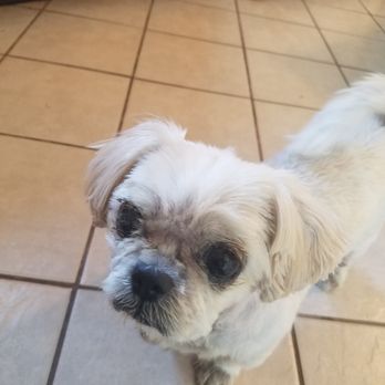 Loving Paws Pet Clinic - Shih Tzu - Daisy - Veterinarians Near Me - Savoy, Illinois Loving Paws Pet Clinic - Shih Tzu - Daisy - Veterinarians Near Me - Savoy, Illinois