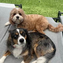 Dingo Doggies - Nova