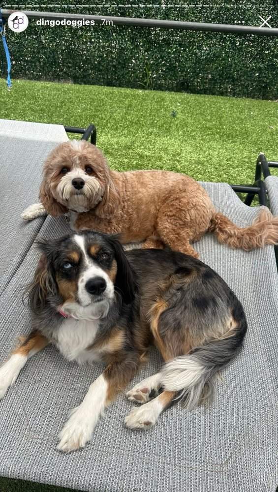 Dingo Doggies - pet boarding facility in Los Angeles, CA
