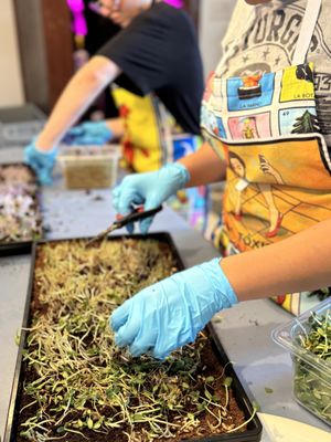 Old Coyote Cafe by null