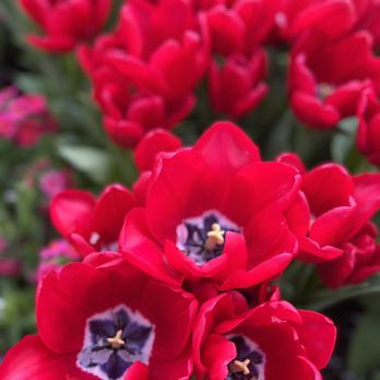 Adams Fairacre Farms - a bunch of red tulips - Meat Shops Near Me - Newburgh, New York