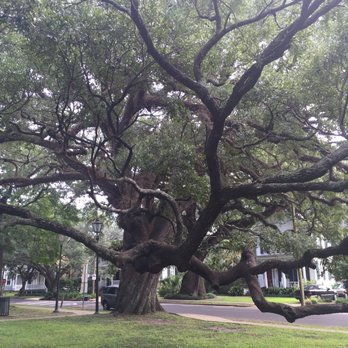 Washington Square - Love these gorgeous old oaks - Parks Near Me - Mobile, Alabama