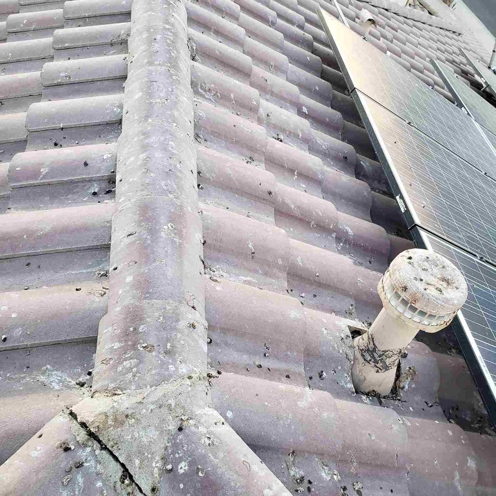 Pigeon Problem Solvers - BEFORE - Wildlife Control Near Me - Mesa, Arizona