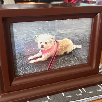 Fond Farewell - Honey - Veterinarians Near Me - Campbell, California