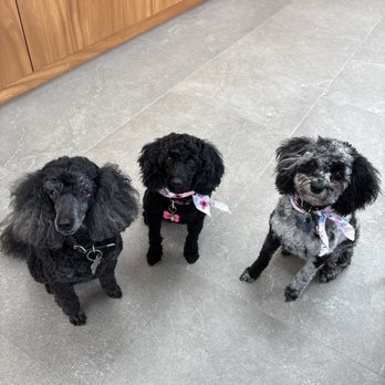 Happy Spa Dogs - These three ladies, Jolie, Juliet and Jaime are ready to party! Well done Brandon! - Pet Groomers Near Me - Vista, California