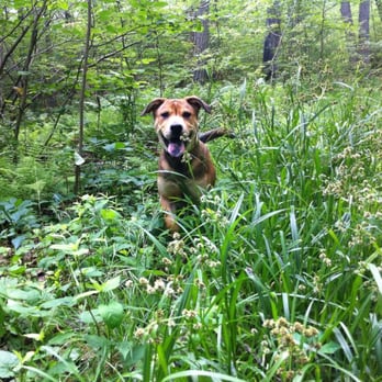 Intrepid Tails - Pet Training Near Me