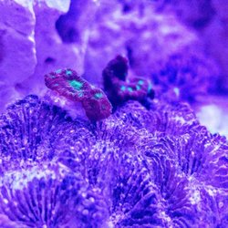 Homegrown Aquascapes - Glowing lepastrea coral in a saltwater tank