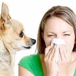 Natural Wellness and Allergy Relief - Keep the Pet, Lose the Allergy!
