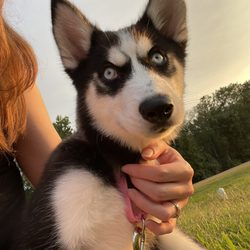 Pets Plus - The newest member of our family. Thank you Pets Plus!