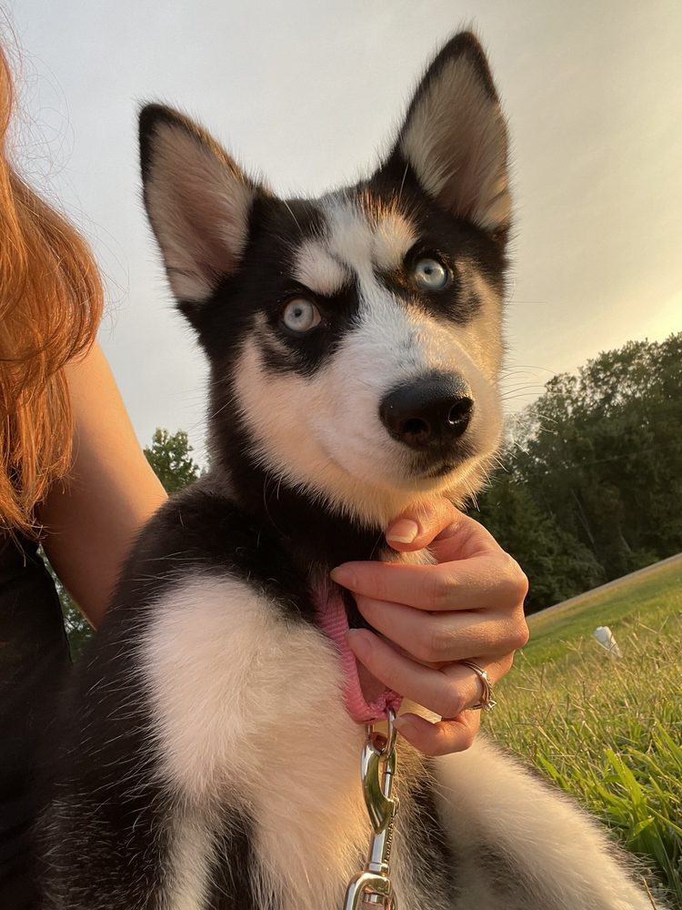 Pets Plus - reptile breeding in Stafford, VA