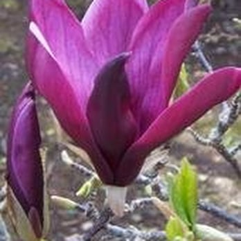 Filoli - Botanical Gardens Near Me - Woodside, California