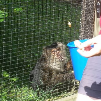 Black Pine Animal Sanctuary - Lisa - Animal Shelters Near Me - Albion, Indiana Black Pine Animal Sanctuary - Lisa - Animal Shelters Near Me - Albion, Indiana