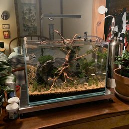 My newly planted tank with plants and fish from Animal Crackers My newly planted tank with plants and fish from Animal Crackers