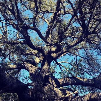 Sugarloaf Ridge State Park - Tree - Parks Near Me - Kenwood, California Sugarloaf Ridge State Park - Tree - Parks Near Me - Kenwood, California