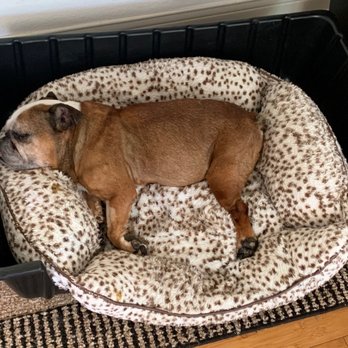 Mobile Pet Cremations - Pebbles - Pet Cremation Services Near Me Mobile Pet Cremations - Pebbles - Pet Cremation Services Near Me
