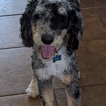 Oasis Bernedoodles - Pet Breeders Near Me Oasis Bernedoodles - Pet Breeders Near Me